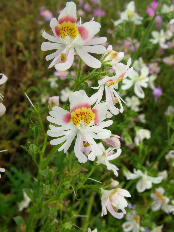 <em>Schizanthus</em> × <em>wisetonenesis</em> Angel Wings Group