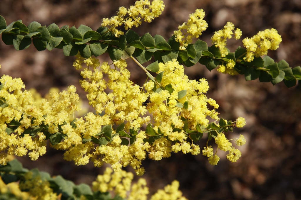 Ovens wattle