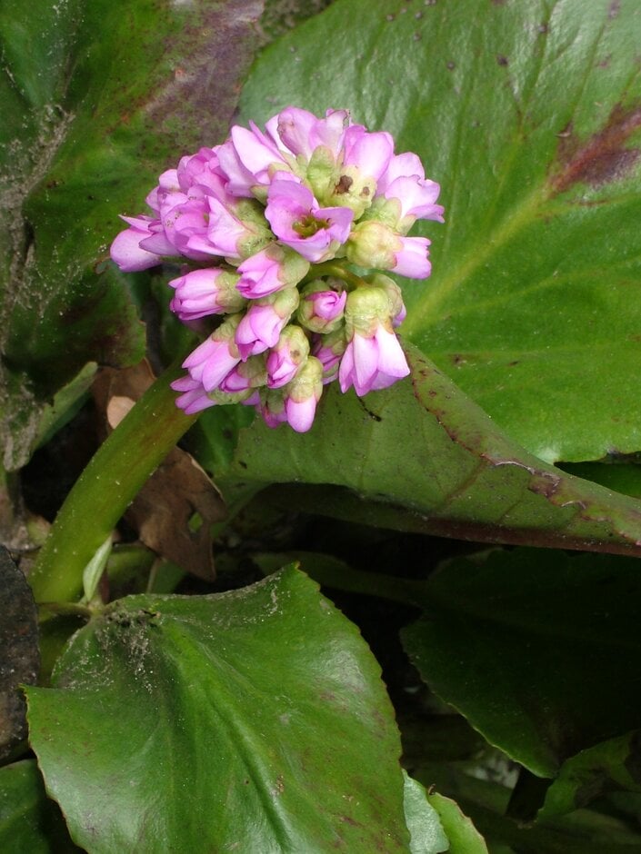 <em>Bergenia</em> <em>crassifolia</em> 'Autumn Red'