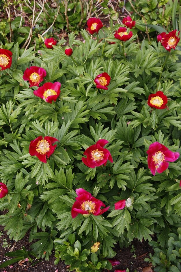 peony 'Adolphe Rousseau'