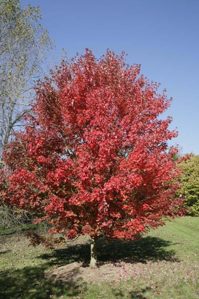 Acer rubrum 'October Glory' | red maple 'October Glory'/RHS Gardening