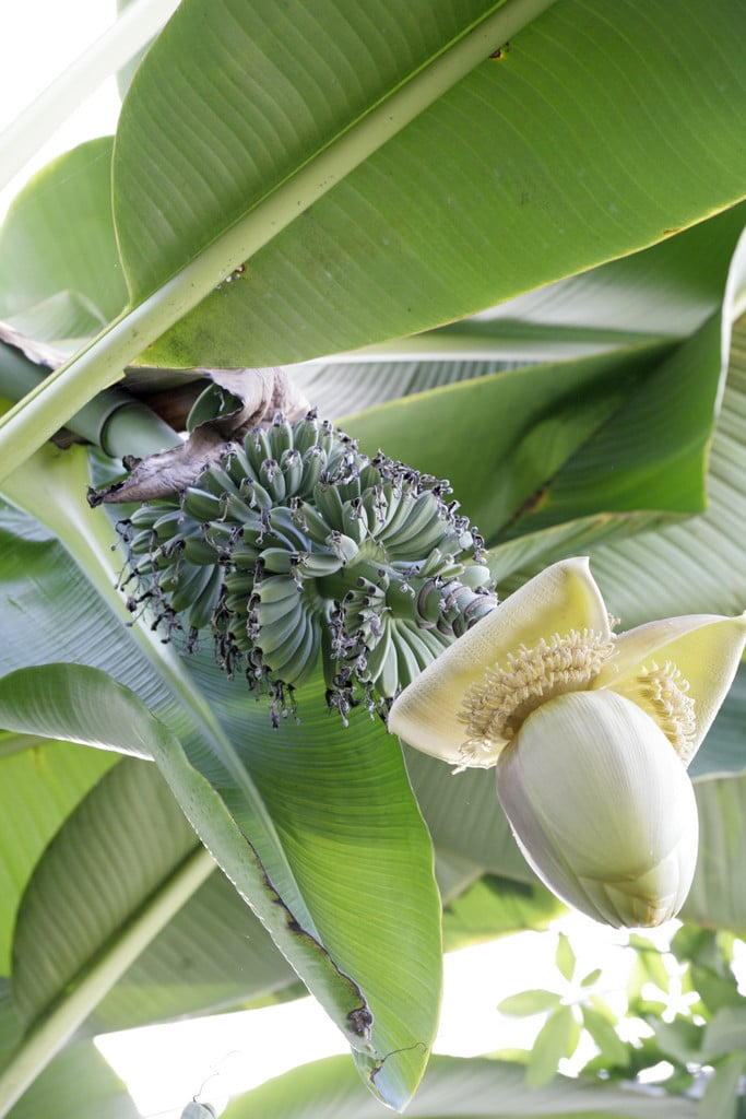 common banana