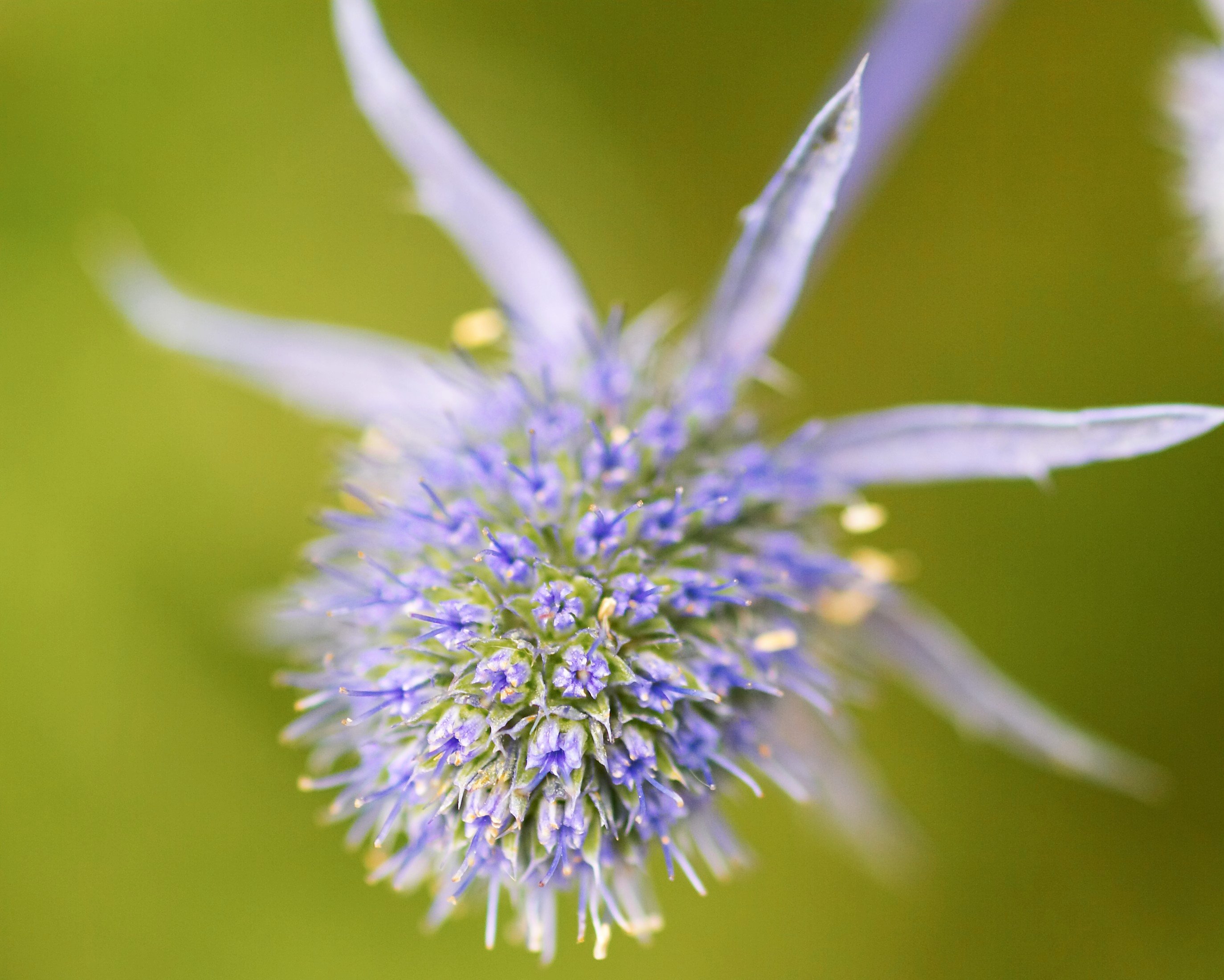 Eryngium planum blue eryngo Herbaceous Perennial/RHS Gardening