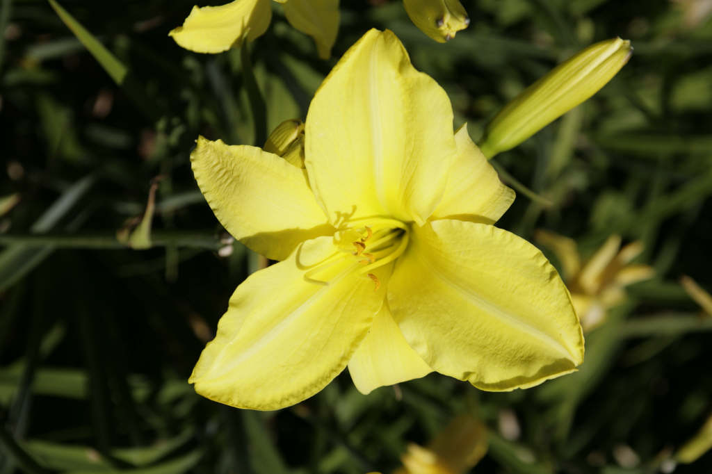 daylily 'Berlin Lemon'
