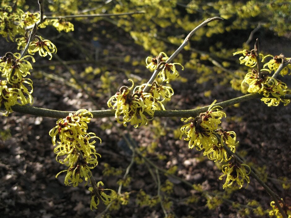 hybrid witch hazel 'Savill Starlight'
