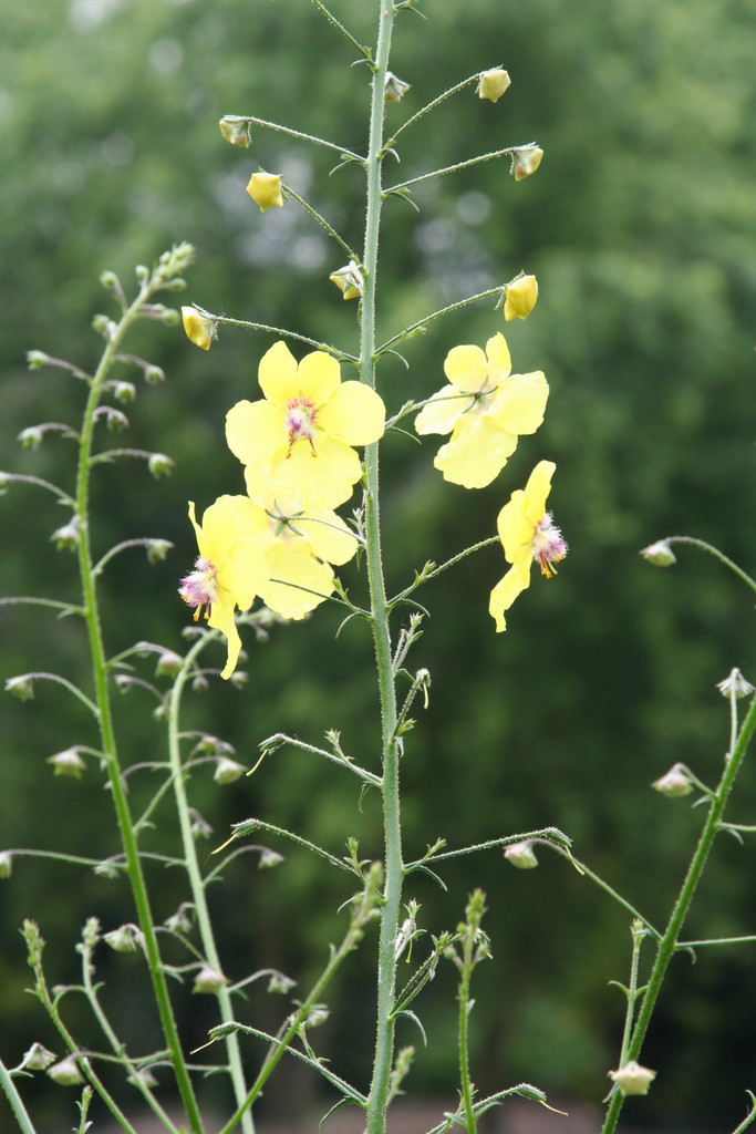 roripa mullein