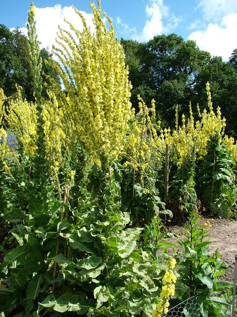 Hungarian mullein