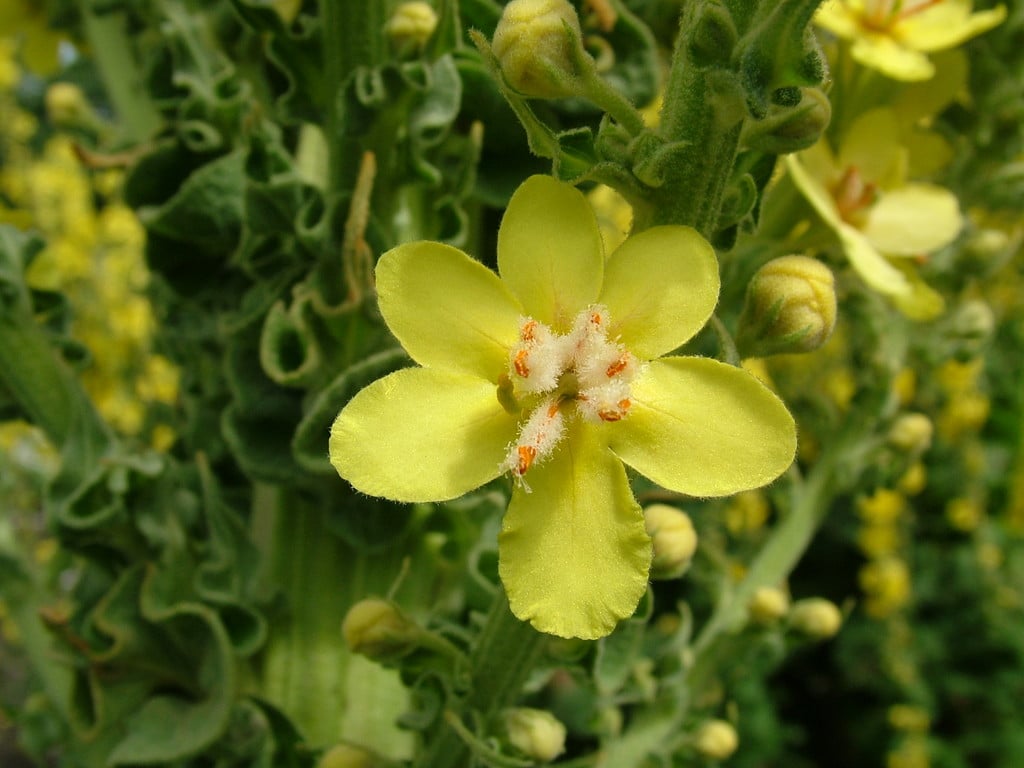 Hungarian mullein