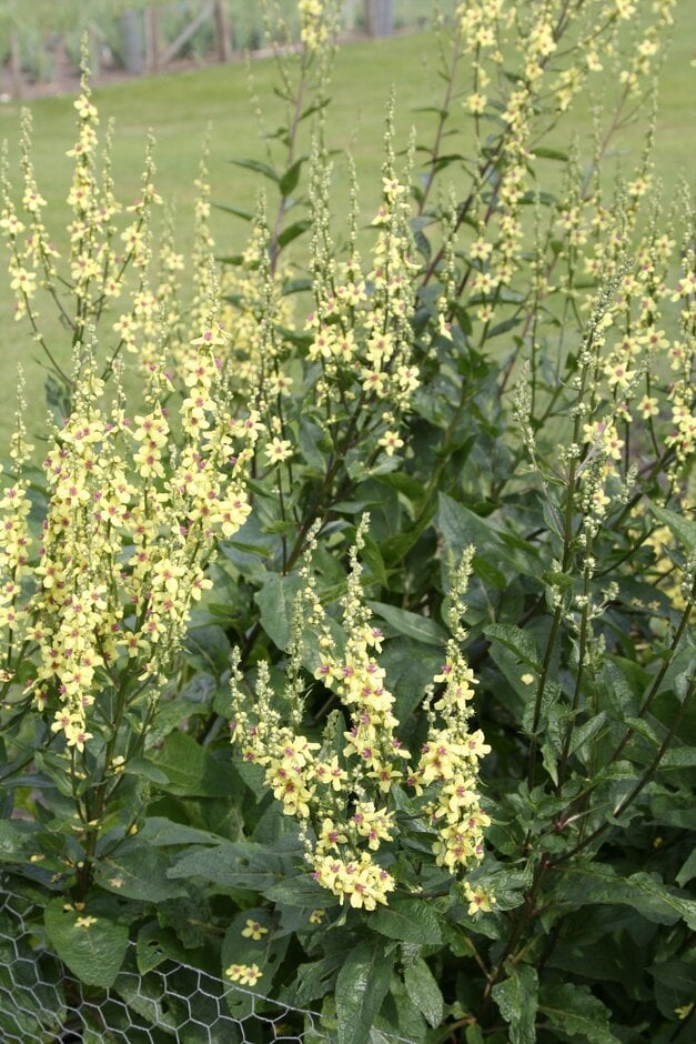 nettle-leaved mullein 'Sixteen Candles'
