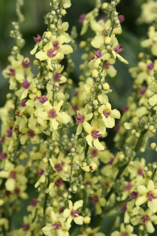 nettle-leaved mullein 'Sixteen Candles'