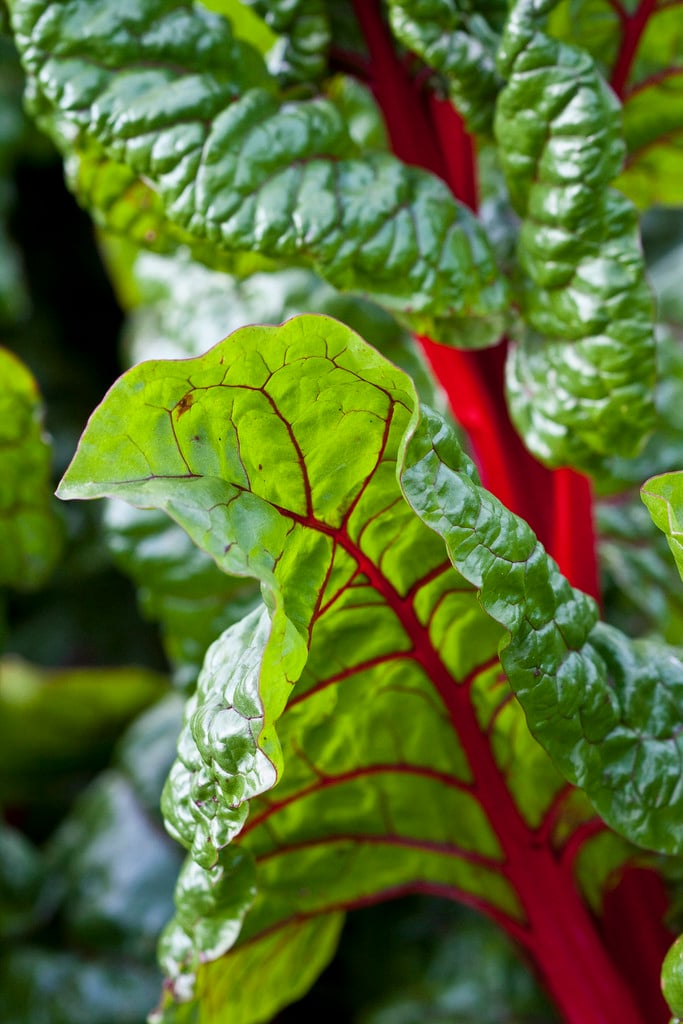 chard 'Rhubarb Chard'