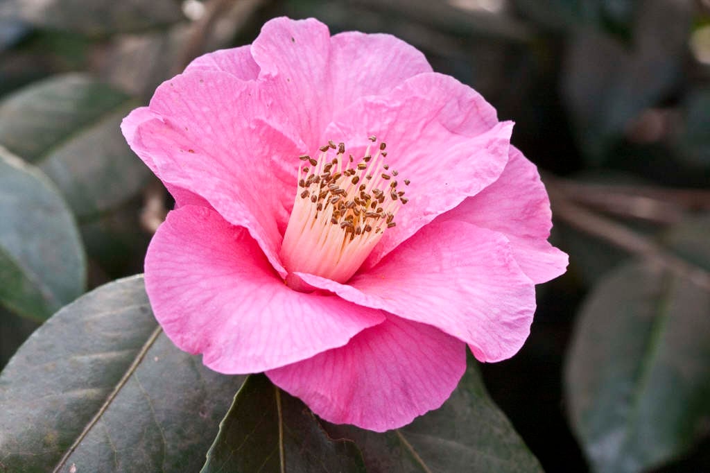 camellia 'Muskoka'