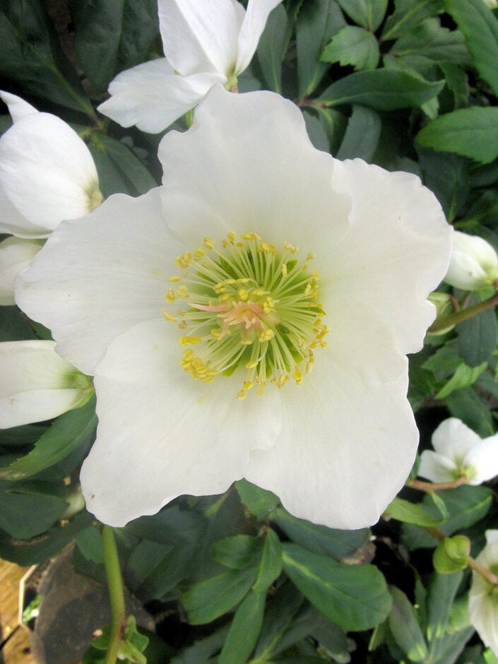 Christmas rose 'HGC Josef Lemper'