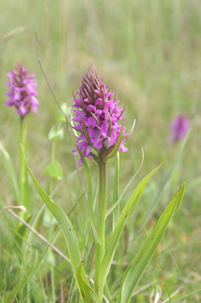 southern marsh orchid