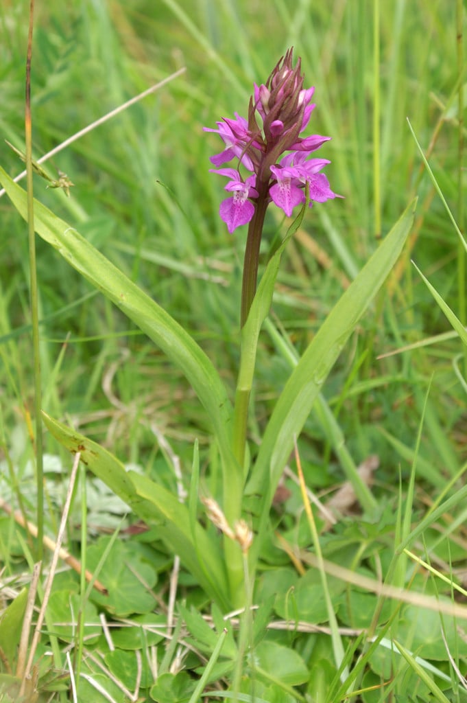 southern marsh orchid