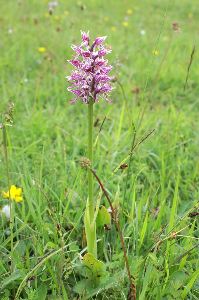 monkey orchid