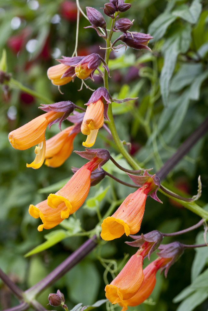 <i>Eccremocarpus</i> <i>scaber</i> 'Fireworks'
