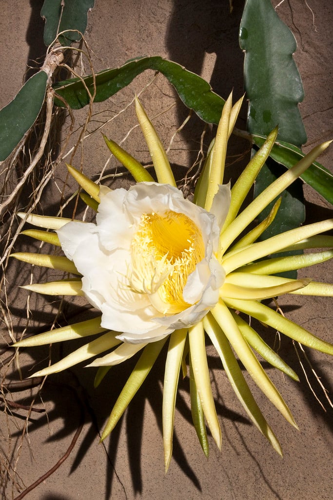 orchid cactus