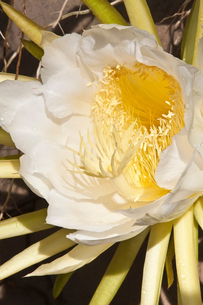 orchid cactus