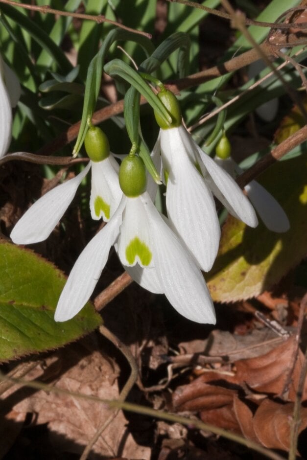snowdrop 'James Backhouse'