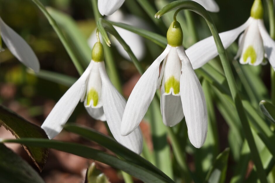 snowdrop 'James Backhouse'