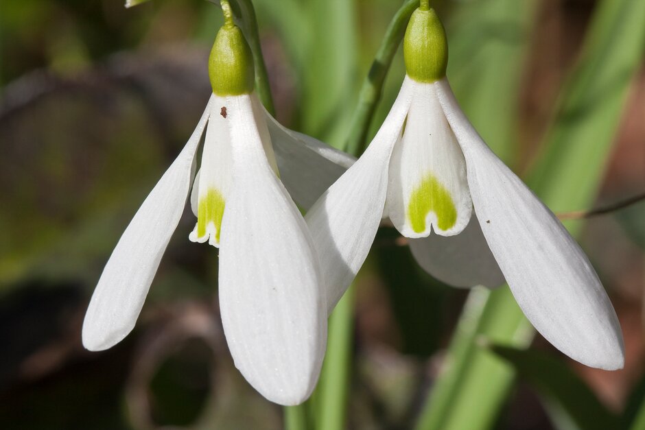 snowdrop 'James Backhouse'