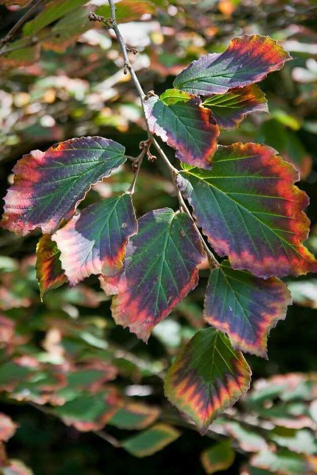 hybrid witch hazel 'Hiltingbury'