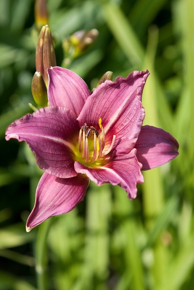 daylily 'Little Wart'
