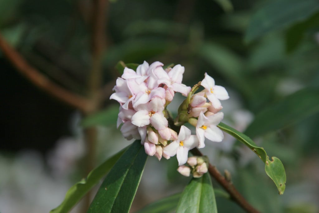 daphne 'Spring Herald'