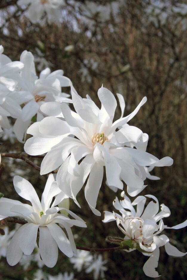 magnolia 'Ballerina'