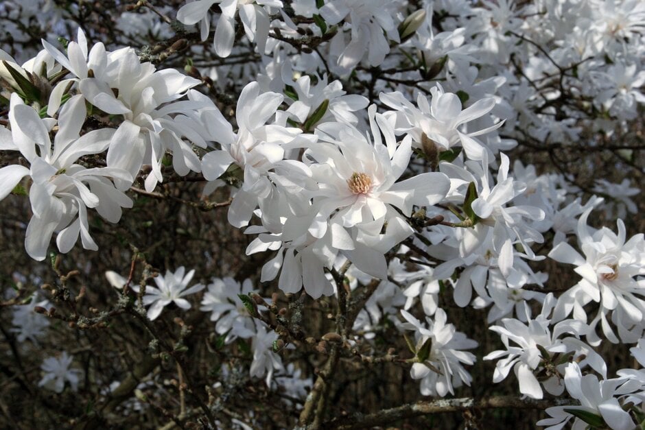 magnolia 'Ballerina'