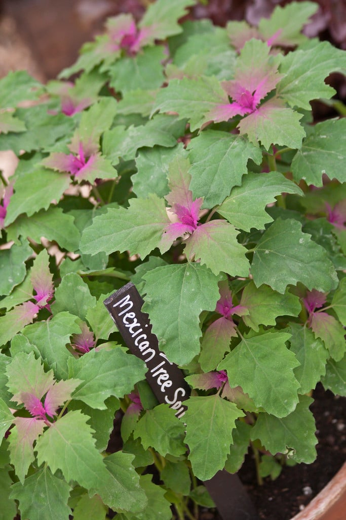 tree spinach
