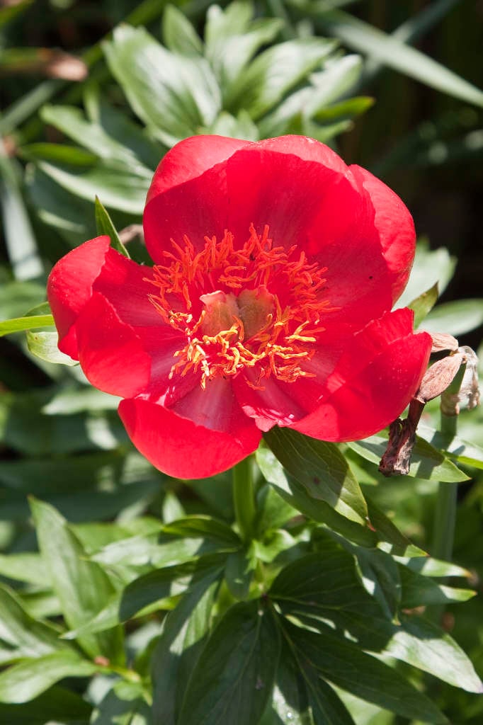 peony 'Otto Froebel'