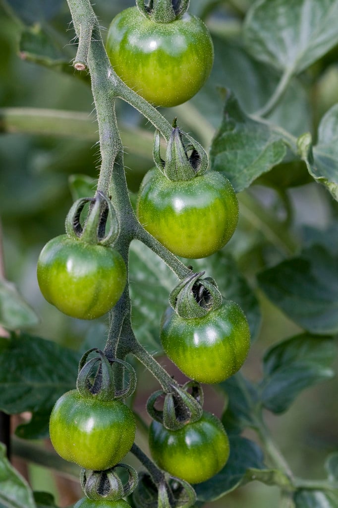 tomato (cherry) 'Suncherry Premium'