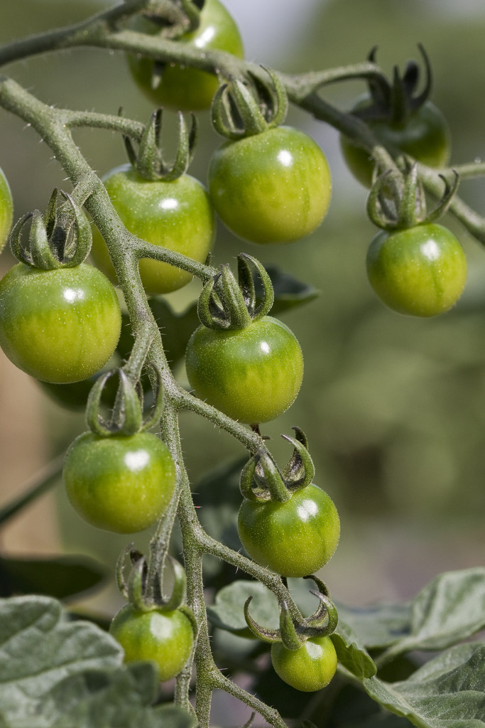 tomato (cherry) 'Suncherry Premium'
