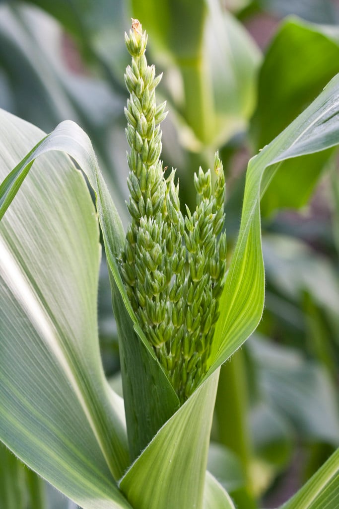 sweet corn 'Swift' (extra tender sweet)