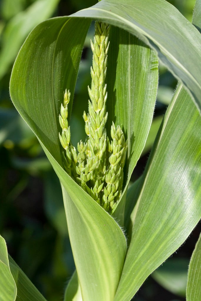 sweet corn 'Swift' (extra tender sweet)
