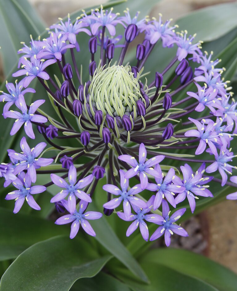 <em>Scilla</em> <em>hughii</em>