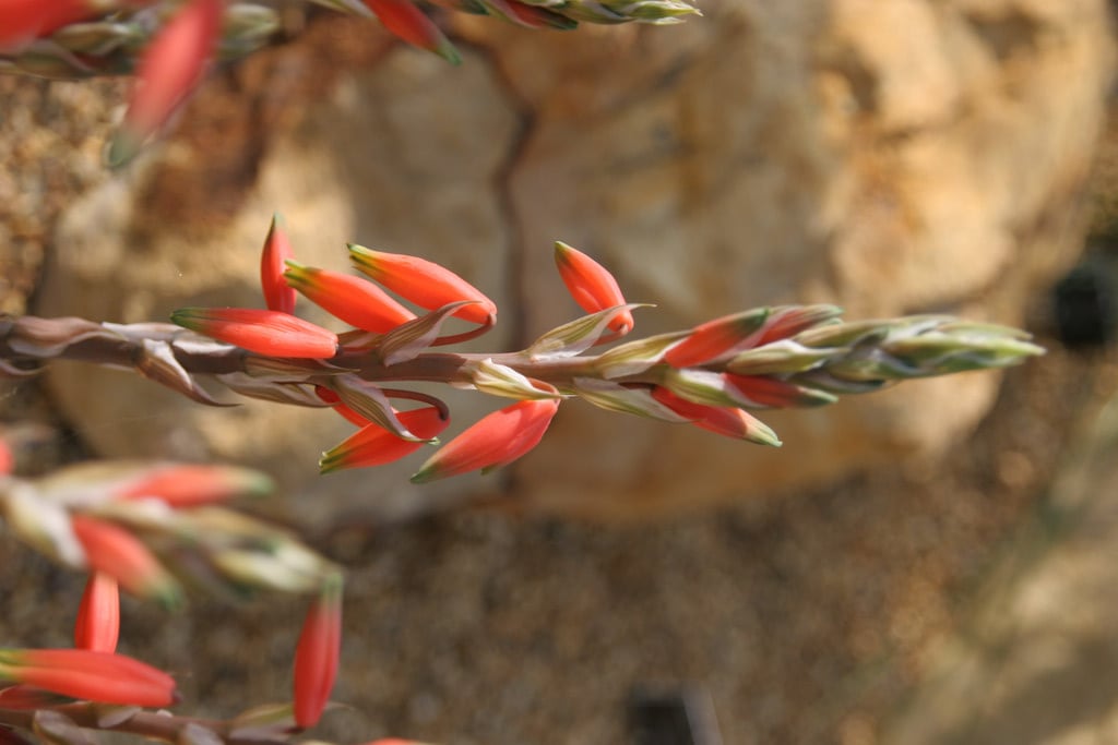 spider aloe