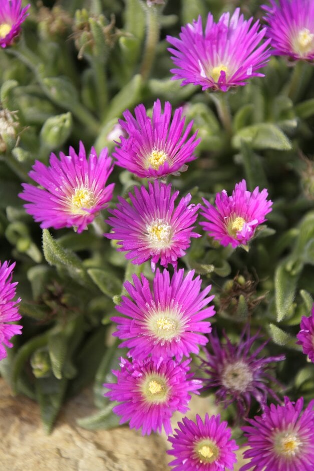 <em>Delosperma</em> <em>brunnthaleri</em>