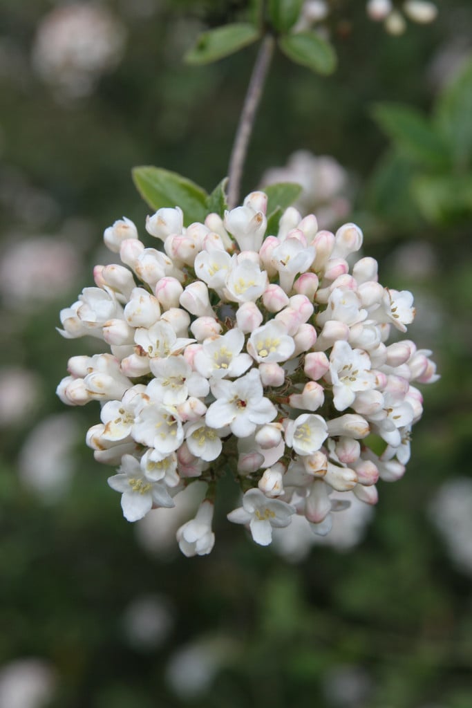 arrowwood 'Chenaultii'