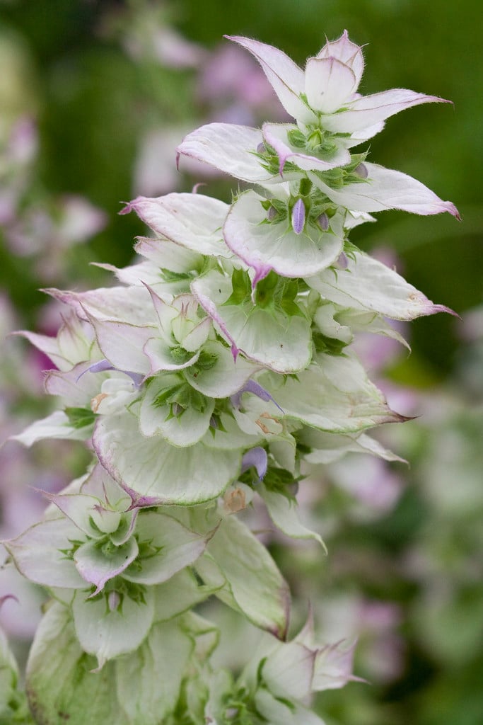 <i>Salvia</i> <i>sclarea</i> var. <i>turkestaniana</i> (Bruant) Mottet