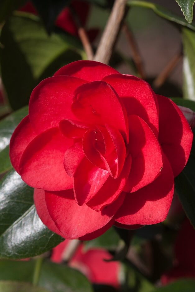 camellia 'Ace of Hearts'