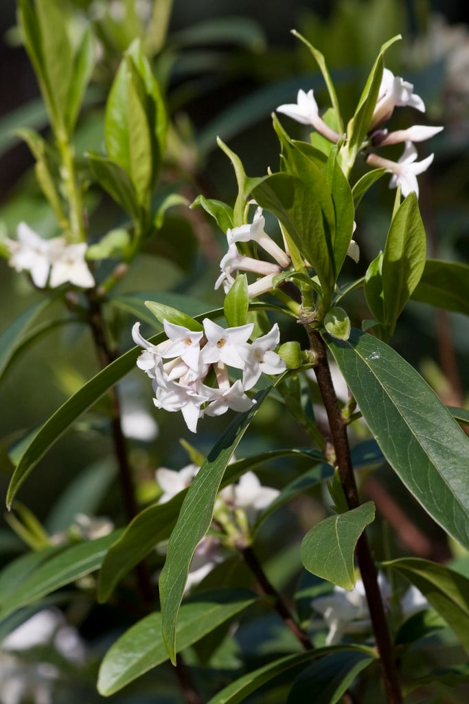 daphne 'Spring Herald'