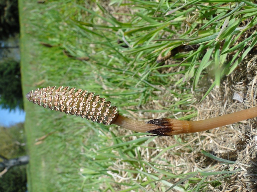 field horsetail