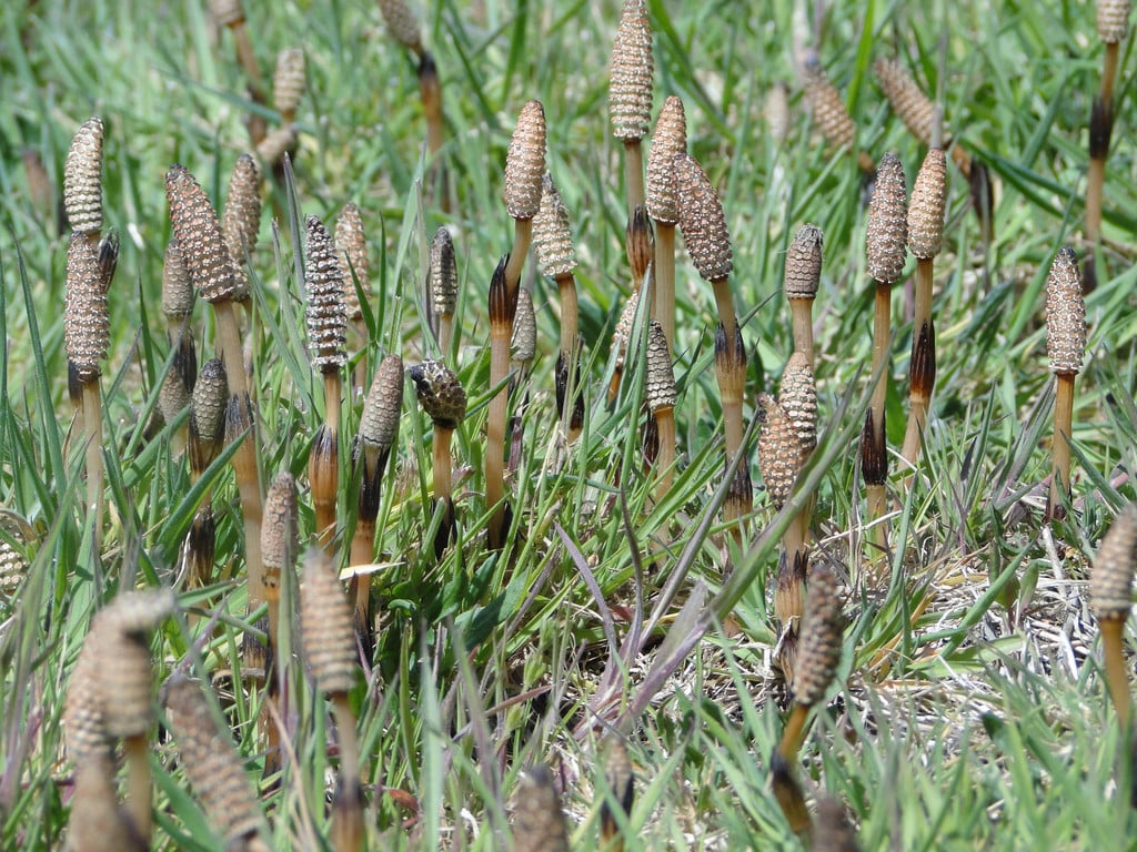 field horsetail
