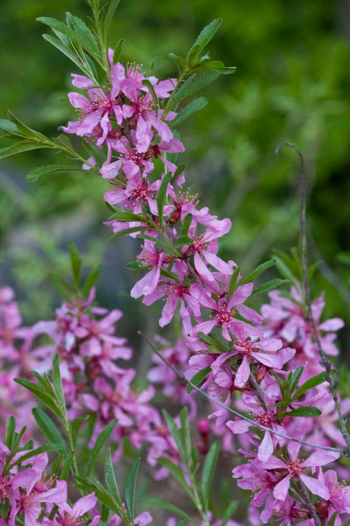 dwarf Russian almond 'Fire Hill'