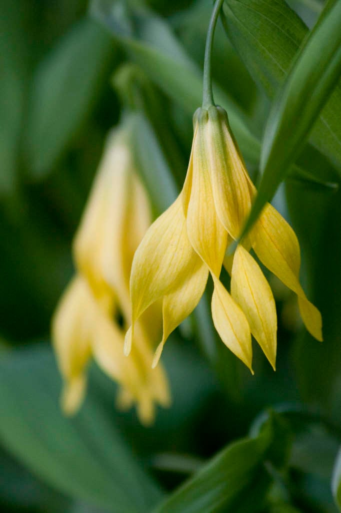 large-flowered bellwort