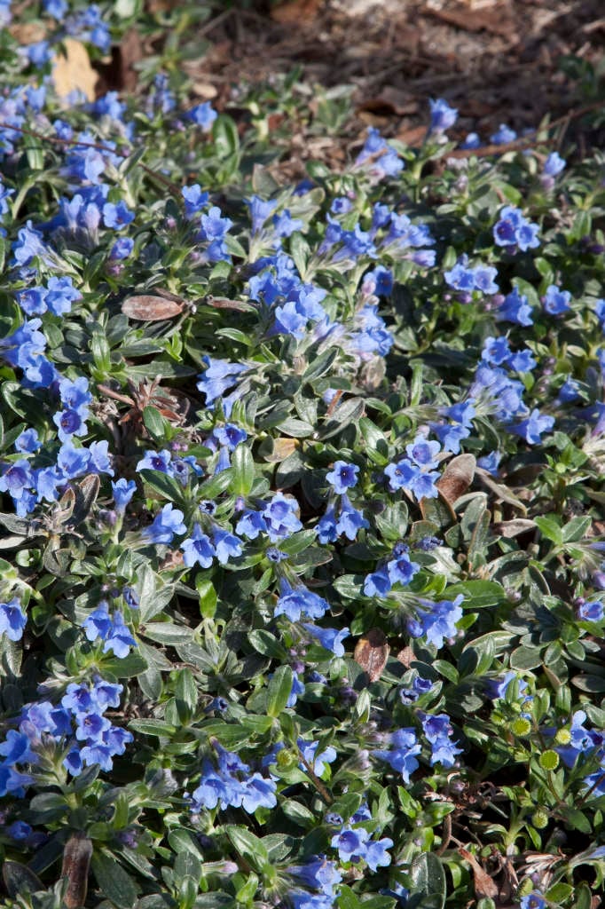 olive-leaved gromwell