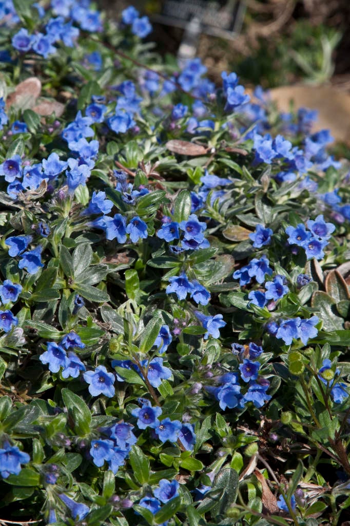olive-leaved gromwell